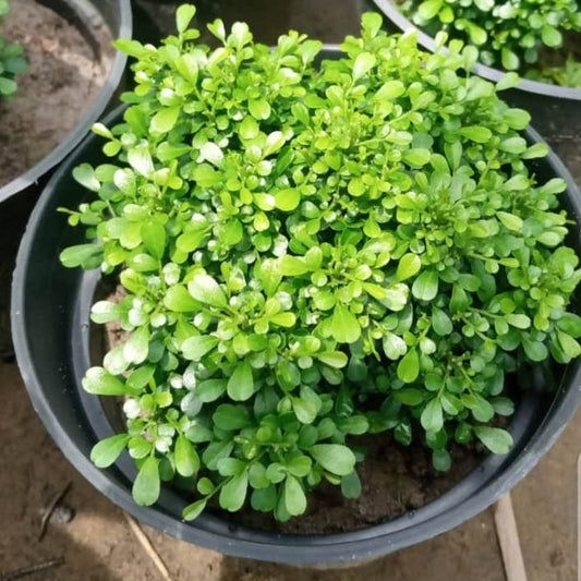 Fast Growth Table Kamini Plants