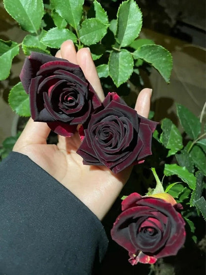 Black Rose