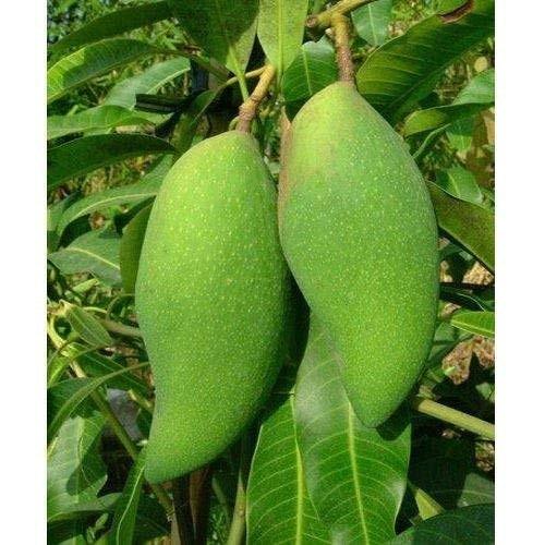 MALLIKA MANGO Fruit plants (grafting)