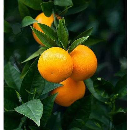 Mandarin orange fruit plants