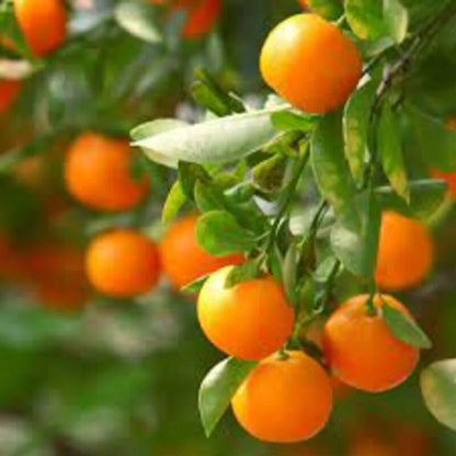 Mandarin orange fruit plants