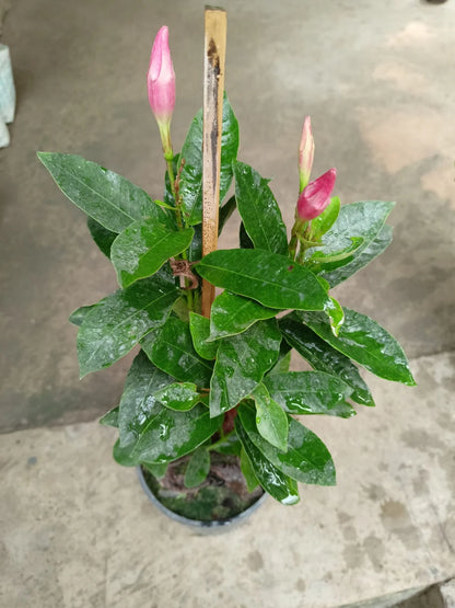 Mandevilla (Pink) Flowers Plants