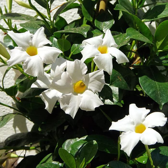 Mandevilla (White) Flowers Plants