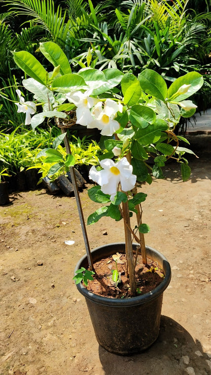 Mandevilla (White) Flowers Plants