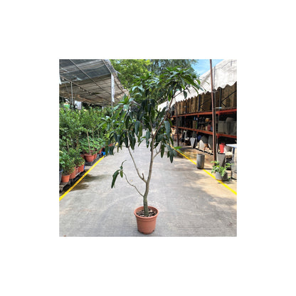 Amrapalli Mango Plants Grafted