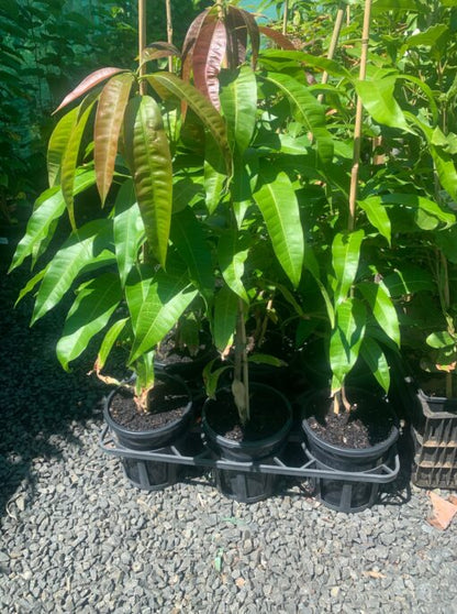 KENSINGTON PRIDE MANGO Plants (grafting)