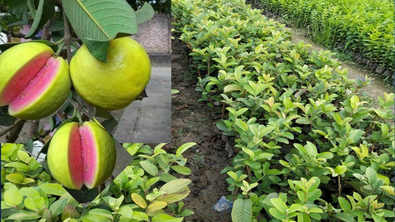 Thai Pink guava plant