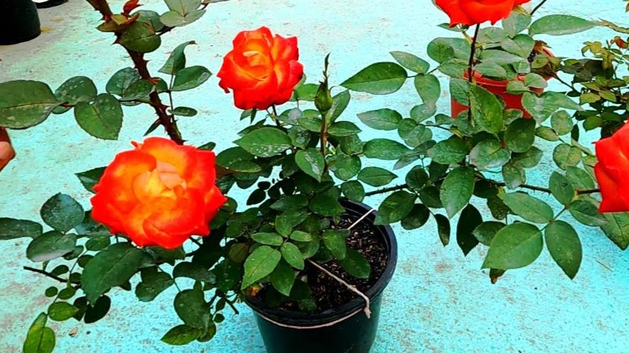 Alinka Rose Plants (grafted)