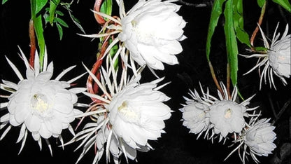 Brahmma Kamal Flowers Plants (white)