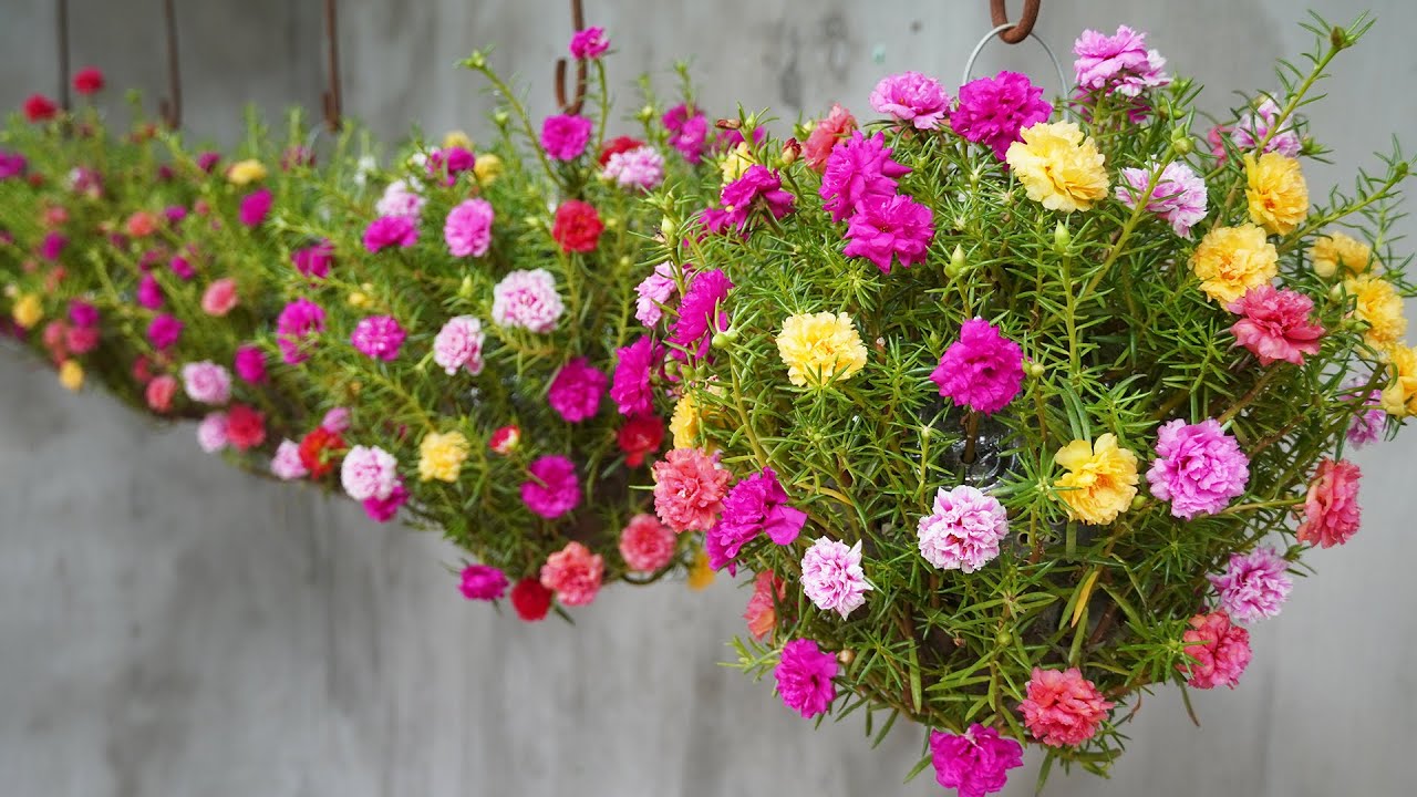 Portulaca FLOWERS PLANTS (HANGING PLANT)