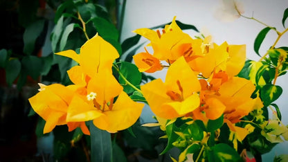 Thimma Yellow Bougainvillea Top Rare (grafted)