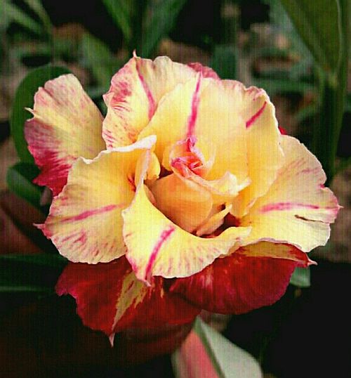 ROSY VARIETY GRAFTED ADENIUM FLOWERS PLANTS