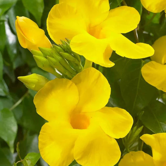 MANDEVILLA FLOWERS PLANTS (yellow)