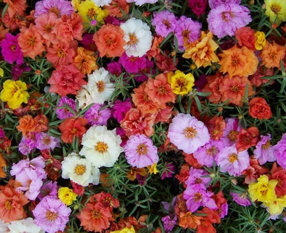 Portulaca FLOWERS PLANTS (HANGING PLANT)