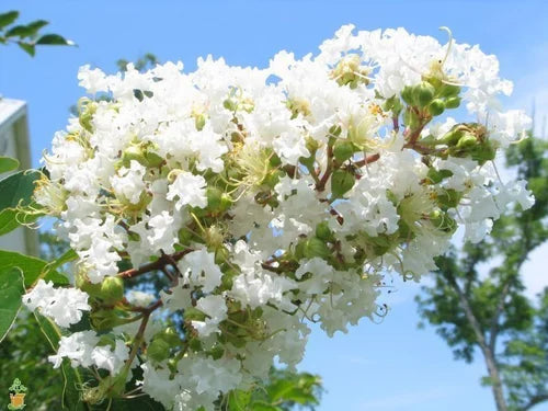 (WHITE)Frush Flower Plant