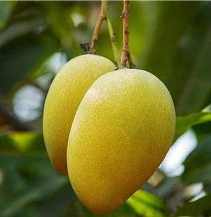 SITA BHOG Mango Plants