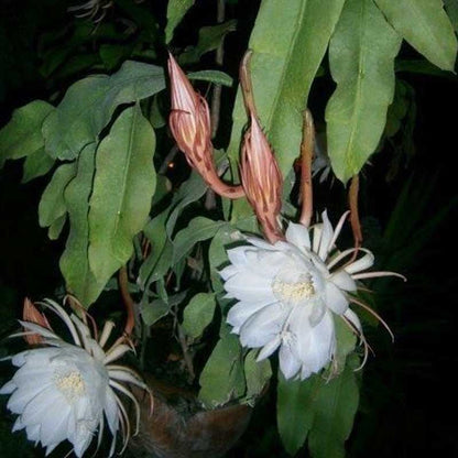 Brahmma Kamal Flowers Plants (white)