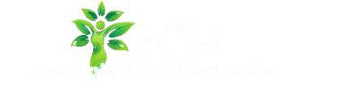 Haven plant