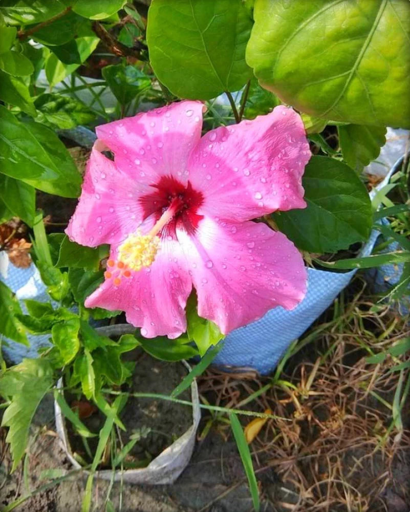 AMERICAN HIBISCUS FLOWERS PLANTS (Pink & Red Shaded)