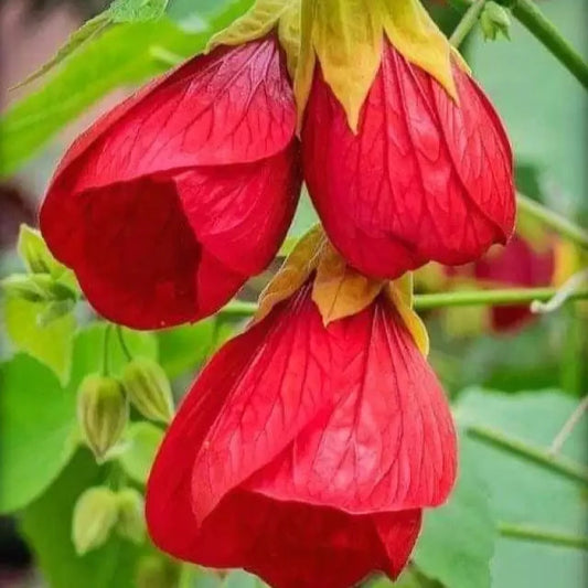 Lantern Hibiscus Flowers Plants (Red)