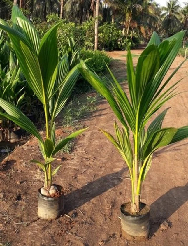 Thai Pink Coconut Fruit Plants