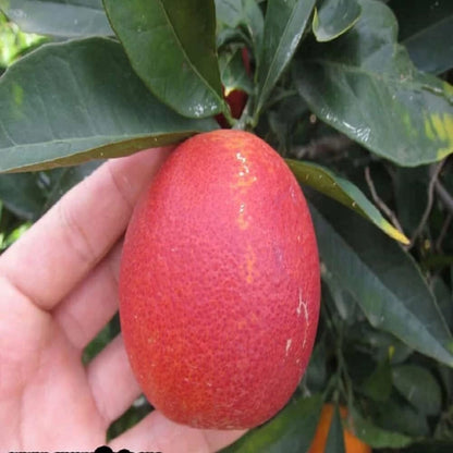 Red Malta Fruit Plants