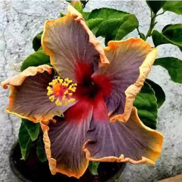 Black Hibiscus(Grafted)