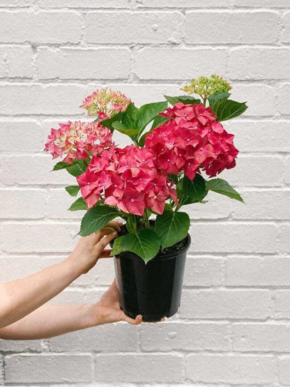 RED Hybrid Hydrangea Flowers Plants (Hybrid)