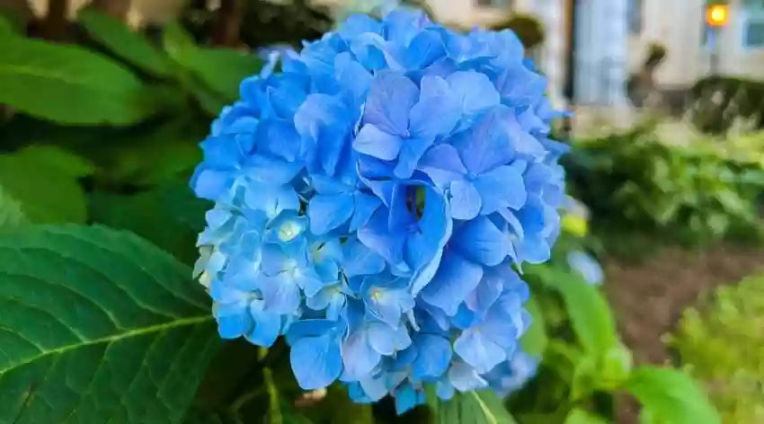 Hybrid Hydrangea Flowers Plants (BLUE)