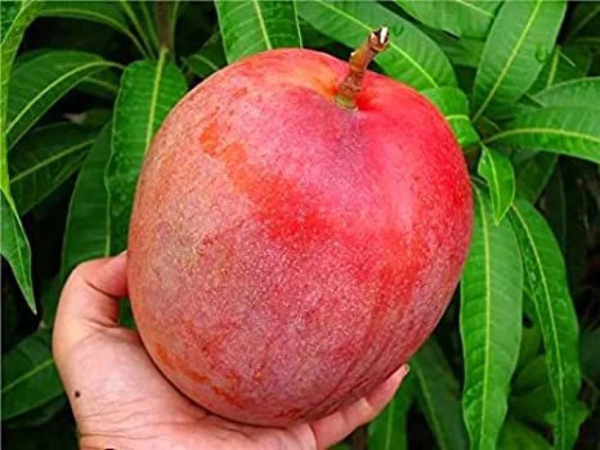 Miyazaki mango Fruit Plant (grafted)