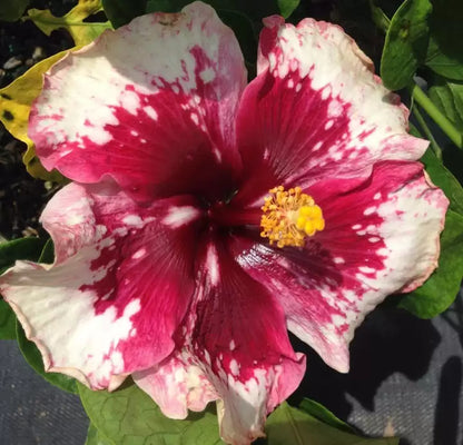 Austrian Hibiscus Flowers plant (Purple Magic)