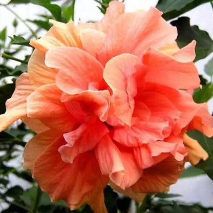 Austrian Hibiscus Flowers Plants <Light Orange Thoka)>