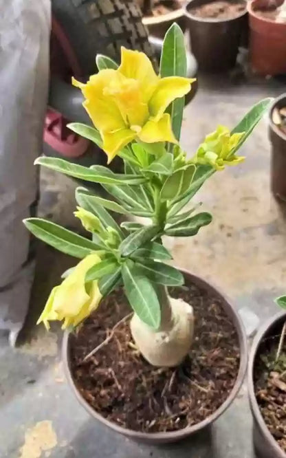 Adenium Rosy Variety ( Grafting) Plants