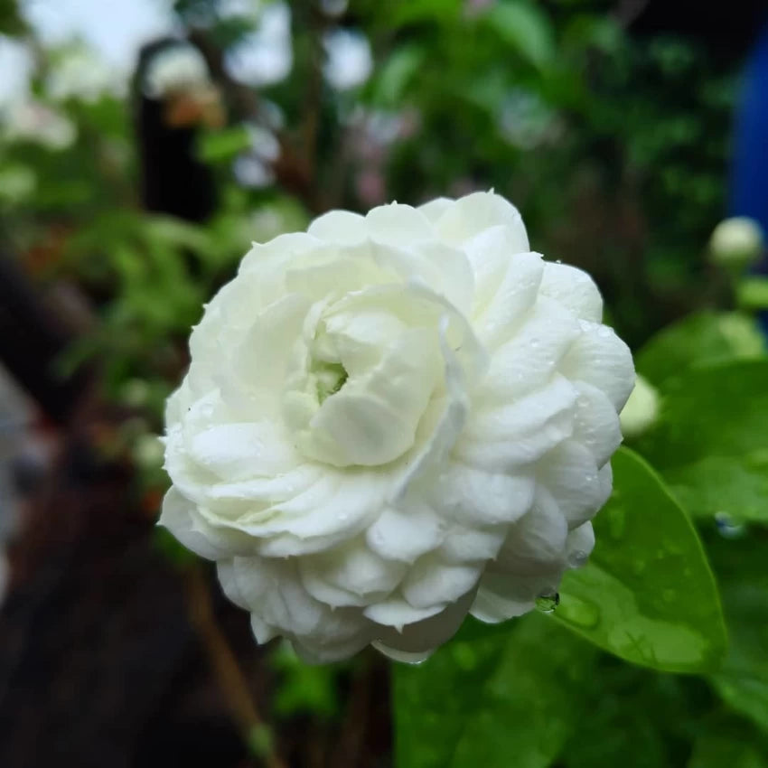 Jasmine Rose Flowers Fragrant Plants