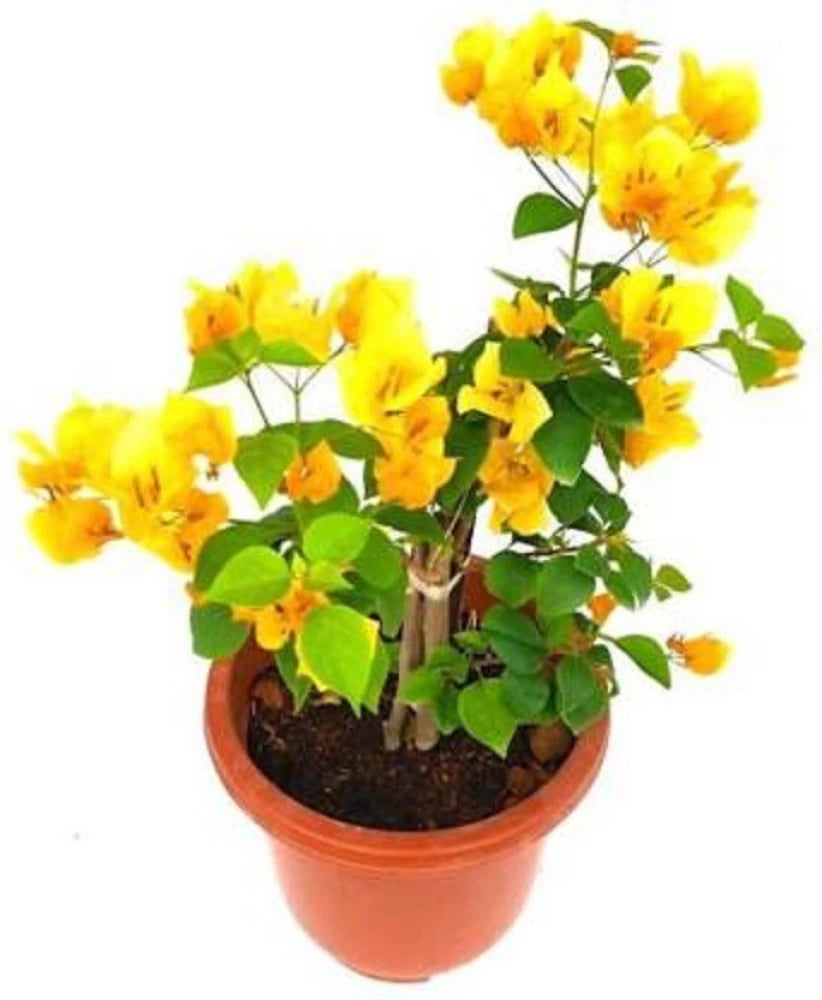 BOUGAINVILLEA YELLOW FLOWERS PLANTS