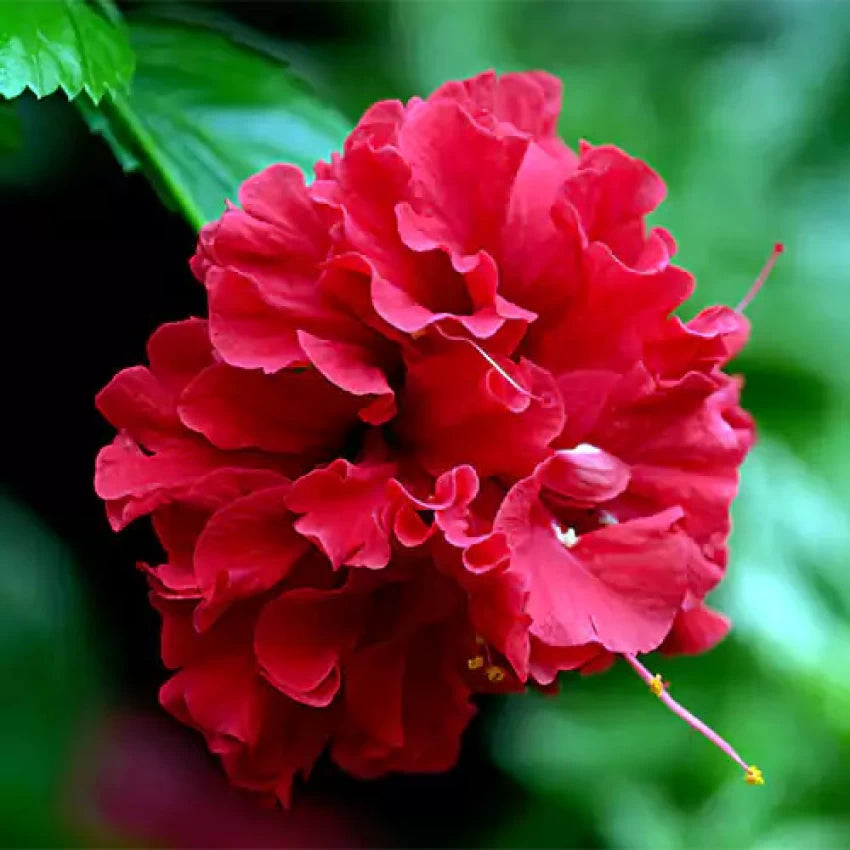 Austrian Hibiscus (Red Thoka) Flowers Plant