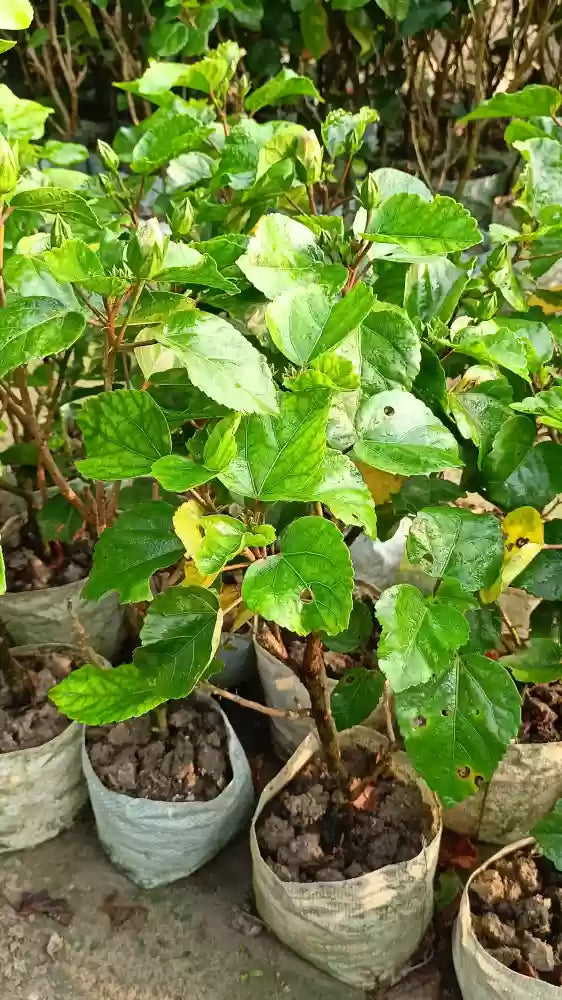 Austrian Hibiscus Flowers Plants (White and Pink Shaded)