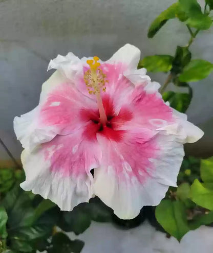 Austrian Hibiscus Flowers Plants (White and Pink Shaded)