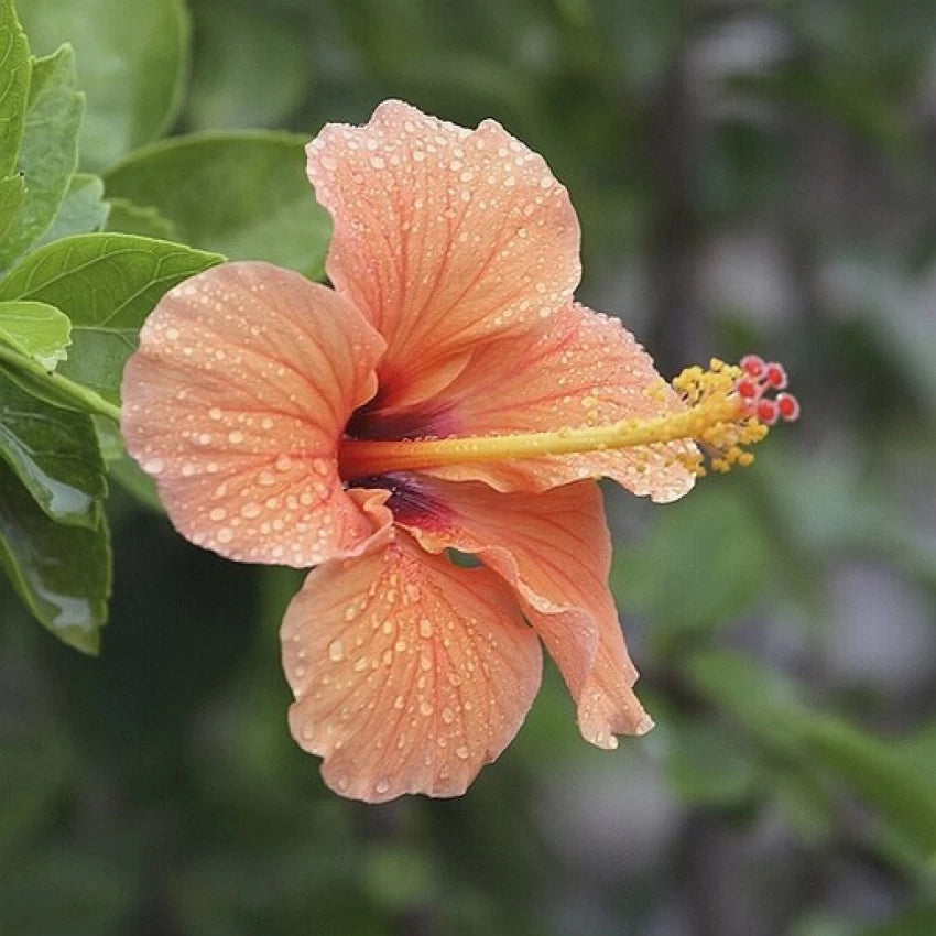 Australia Hibiscus Flowers Plants (LIGHT ORANGE)