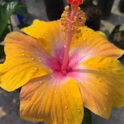 AMERICAN HIBISCUS FLOWERS PLANT( Light Yellow)