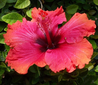 American Hibiscus Plant(Big Bize)