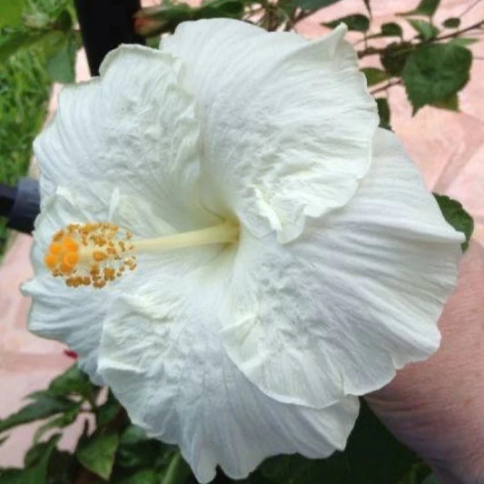 AMERICAN HIBISCUS FLOWERS PLANTS (WHITE)