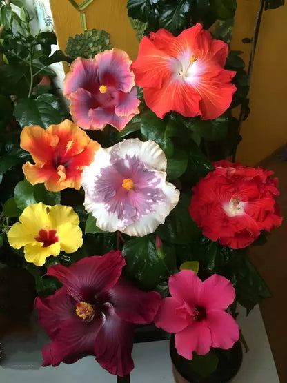 Hibiscus Multicolor Grafting (8-10)