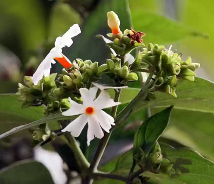 Night Jasmine flowers plants