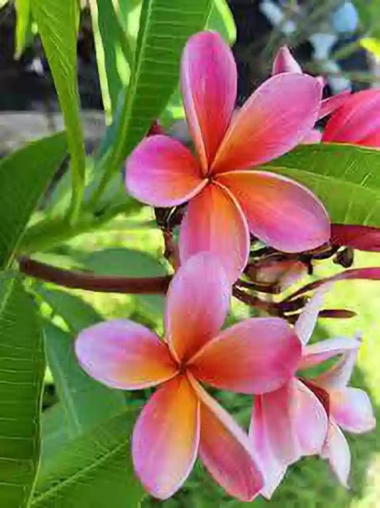 Plumeria Flowers Plant (pink)