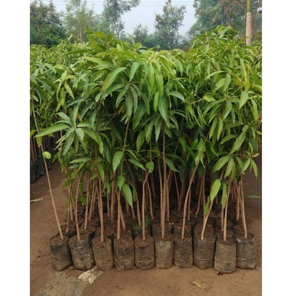 NURJAHAN MANGO Plants (grafting)