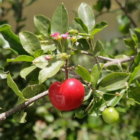 Barbados Cherry Plant