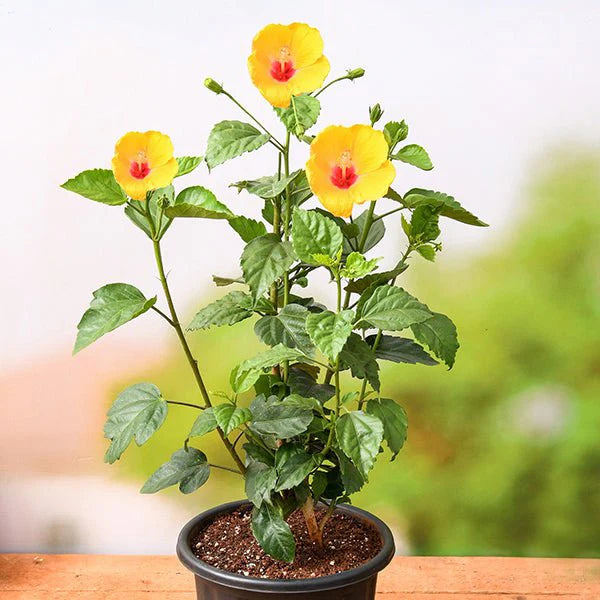 Hibiscus Flowers Plants (yellow)