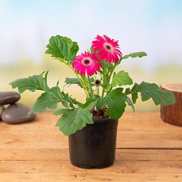 Tissue culture Gerbera (Pink)Plant