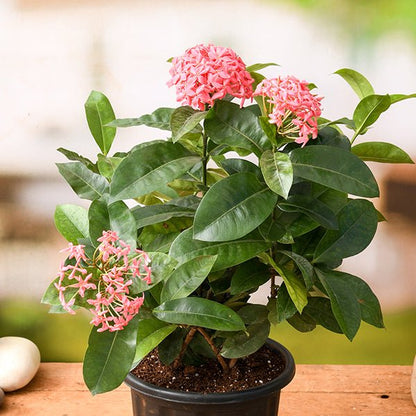 Chinese Ixora Flowers Plants (PINK)